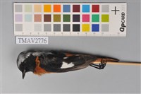 藏品(黃尾鴝)的圖片